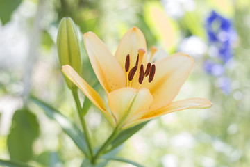 Yellow Lily blooming in the garden