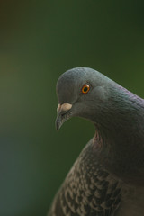 Portrait einer Taube