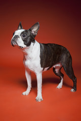 Boston Terrier red background