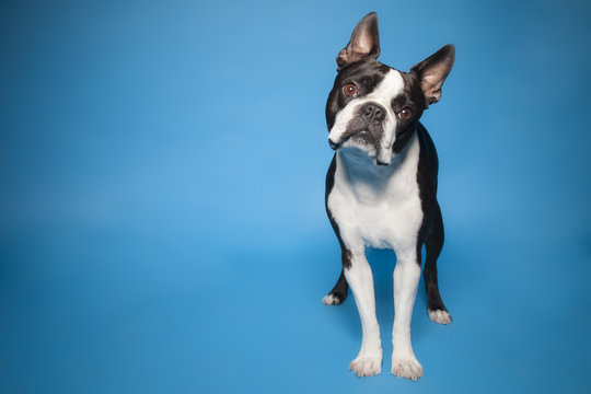 Boston Terrier blue background