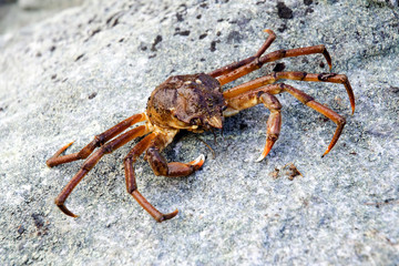 Far crab on the rock