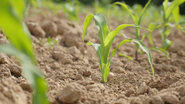 Field corn young plants on the wind close-up 4K 2160p 30fps UltraHD video - Organic maize plants in the row agricultural background 4K 3840X2160 UHD footage 