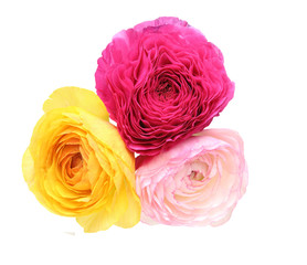 ラナンキュラス