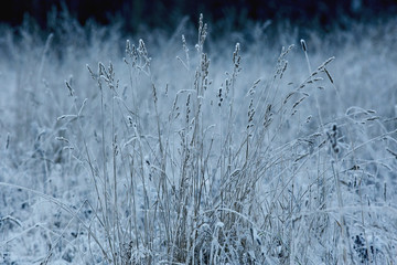 Plakat winter background dry grass snow