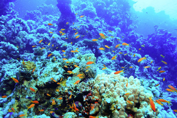 Naklejka na ściany i meble coral fish underwater background