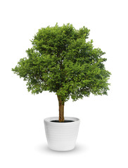 big tree a potted isolated over white