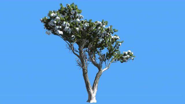 Monterey Cypress Doubled Trunk Small Tree Snow Coniferous Evergreen Tree is Swaying at The Wind Green Scale-Like Leaves Hesperocyparis Macrocarpa