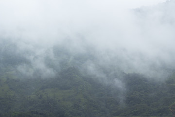 paisaje de neblina bosque selvático