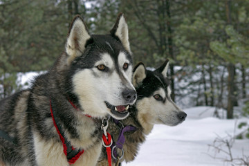 Two Siberian Huskies standing together, watching