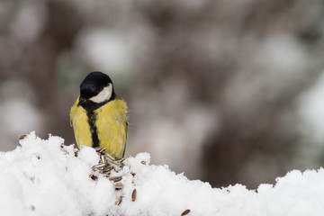 Cinciallegra in primo piano alla mangiatoia, cinciallegra su albero, cinciallegra su tronco