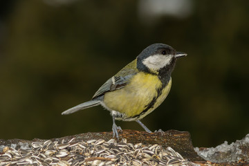 Cinciallegra in primo piano alla mangiatoia, cinciallegra su albero, cinciallegra su tronco