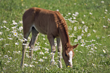 Chestnut Foal grassing in meadow of flowers