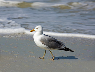 Fototapeta na wymiar Herring Gull (Larus argentatus)