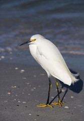 Snowy Egret (Egretta thula)