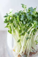 Radish Sprouts in Glass under Sunlight