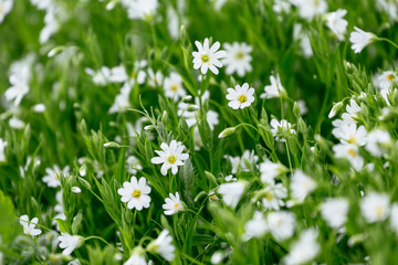 White Spring Forest Flower Caryophillaceae Stellaria