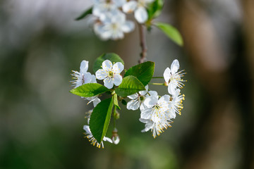 apple blossoming branch