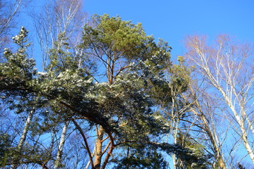 зимняя прогулка