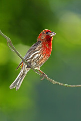 House Finch (Carpodacus mexicanus)