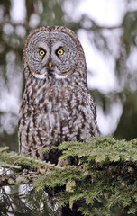 Great Grey Owl perched in tree