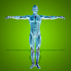 Obraz premium Conceptual 3D human man health anatomy on green