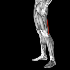 Conceptual 3D human back upper leg muscle anatomy