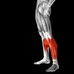 Conceptual 3D human front lower leg muscle anatomy