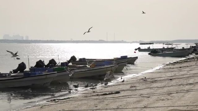A flock of seagulls beside fishermen boats. With Sunset sky, in Bahrain 2