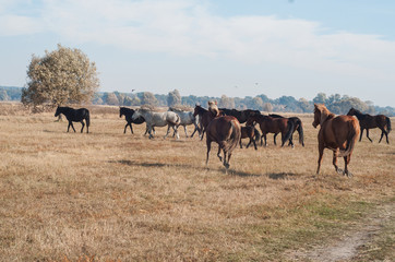 Horses,herd, run, away, Mare, horse, maggot, black, white, horiz