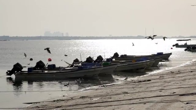 A flock of seagulls beside fishermen boats. With Sunset sky, in Bahrain