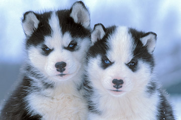 Two cute Siberian Husky puppies sitting together in snow