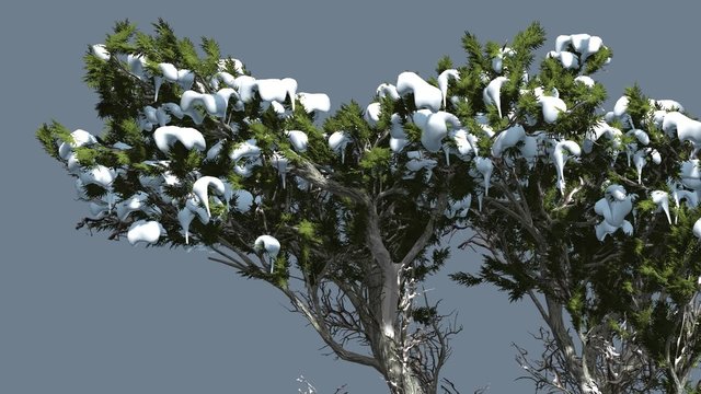 Monterey Cypress Melting Snow on a Top of Tree Coniferous Evergreen Tree is Swaying at The Wind Green Scale-Like Leaves Hesperocyparis Macrocarpa
