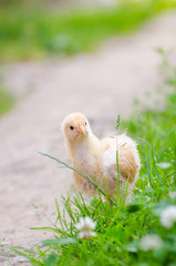 chickens on a grass