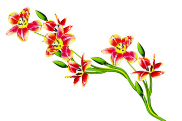 spring flowers tulips isolated on white background.