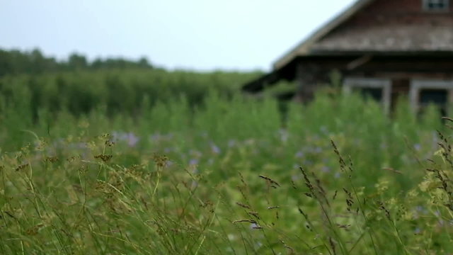 Swaying grass with wooden house.