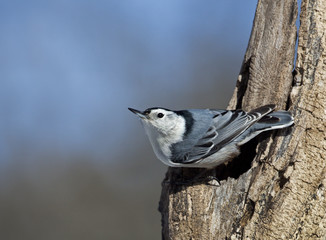 White breasted Nuthatch (Sitta carolinensis)