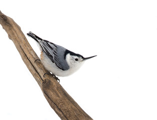 White breasted Nuthatch (Sitta carolinensis)