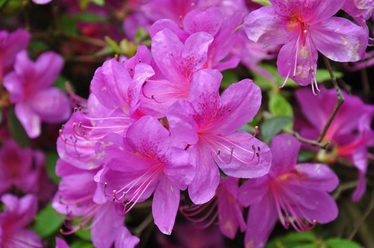 Rododendron