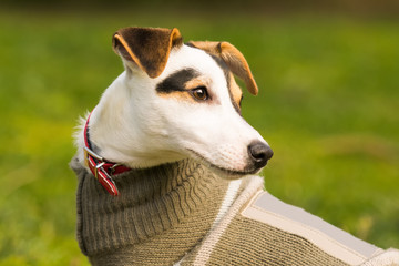 Jack Russell dog portrait.   © Bill Anastasiou