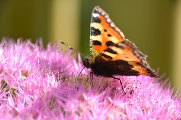 Obraz premium Grußkarte - Schmetterling - kleiner Fuchs 