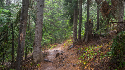 Dense autumn forest, BLUE LAKE TRAIL, Washington state