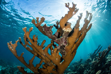 Fototapeta premium Elkhorn Coral and Sunlight