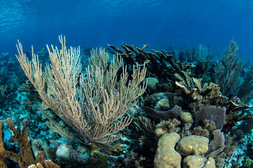 Corals Grow on a Caribbean Reef