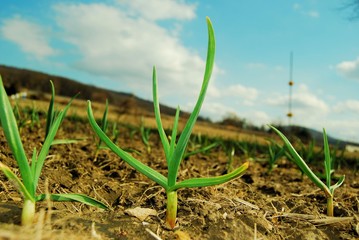 Garlic plants