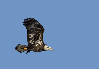 Bald Eagle (Haliaeetus leucocephalus)