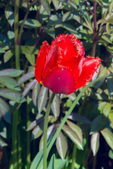 Beautiful red tulip in a sunny spring garden