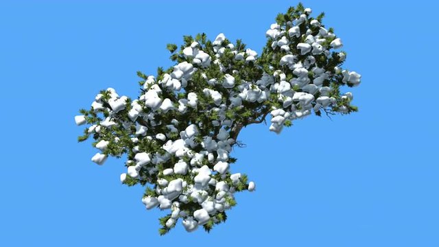 Monterey Cypress Snow on a Crown Top Down Coniferous Evergreen Tree is Swaying at The Wind Green Scale-Like Leaves Hesperocyparis Macrocarpa