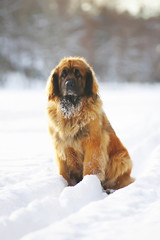 Leonberger dog sitting in the snow at sunny weather