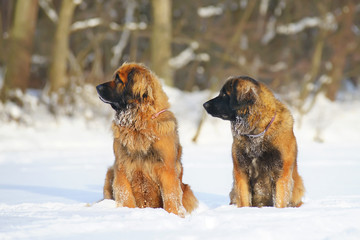 Two Leonberger dogs sitting side by side on the snow at sunny weather