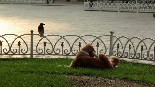 Stray dog in the park sleeps,itches with crows and sparrows around
